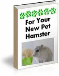 For Your New Pet Hamster